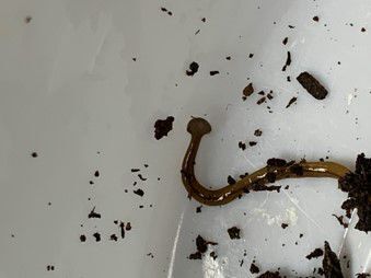 Hammerhead Worm-2.jpg